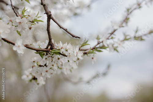 White flowers on the branches of a tree. Cherry blossom trees. White beautiful flowers in the tree blooming in the early spring.