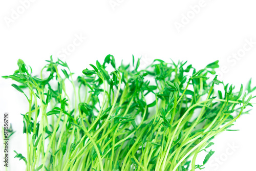 Fresh young shoots lentil microgreen. White background. Close up.