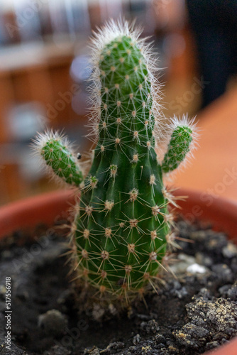 A small cactus in a brown pot looks like a person with raised arms