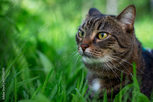 portrait of a photogenic gray striped cat on a background of rich green grass 