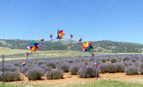 In the lavender garden, the frame with colorful wind roses can be used as a background. 