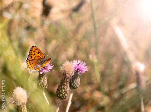 butterfly on a flower © Hatice