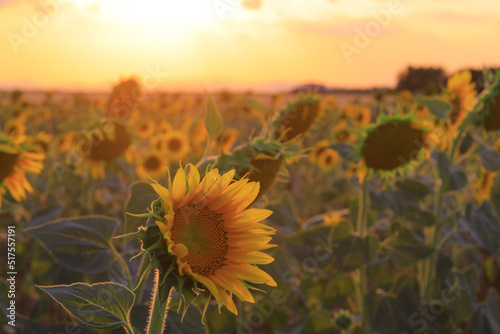 sunflower field during the sunset, amazing lights , pleasure moment