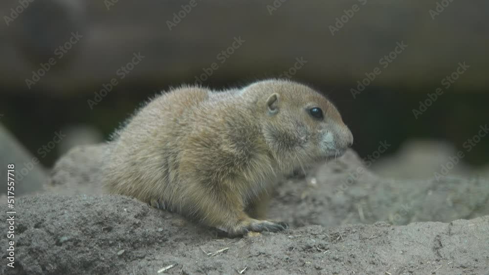 prairie dog (cynomys) scare prairie dog (cynomys) scare