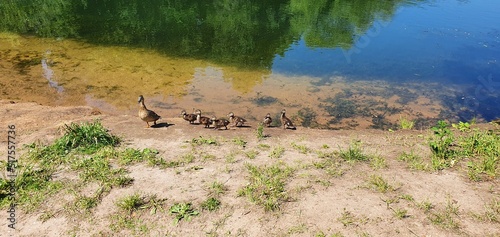 Fototapeta Naklejka Na Ścianę i Meble -  Mama duck leads the ducklings family across the road