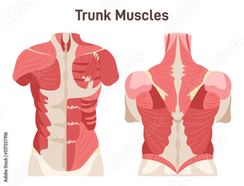 Abdominal and back muscle system. Pectoralis major muscle, muscles