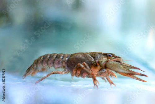 Wallpaper Mural Claw shrimp swimming in water, close-up. Torontodigital.ca