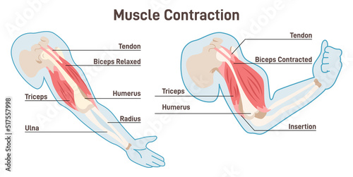 Muscle contraction mechanism. Muscles work principle scheme photo