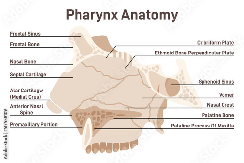 Pharynx anatomy. Anatomical structure of the nasal passages photo