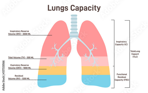 Lung capacity. Lung volume of air in the lungs at different phases