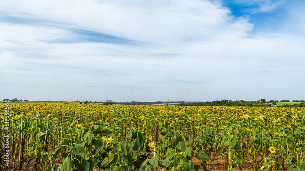 sunflower field, plantation for oil production