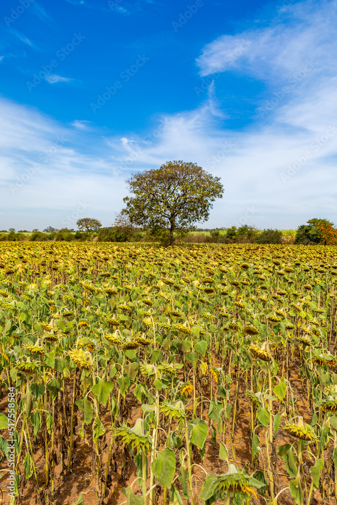 sunflower field, plantation for oil production