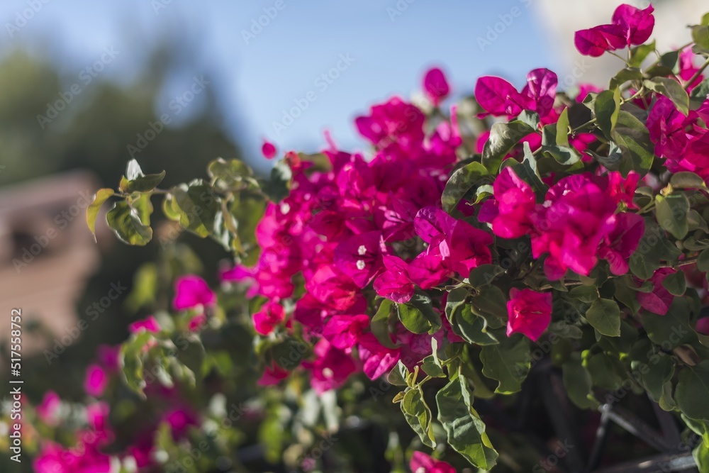Flowering shrubs in Mallorca. Wonderful sunny weather, atmosphere. Flowering shrubs in Mallorca. Wonderful sunny weather, atmosphere.