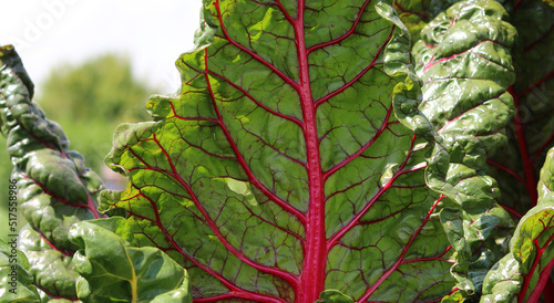 Vászonkép Close up of red veined beetroot vegetable showing leaf detail