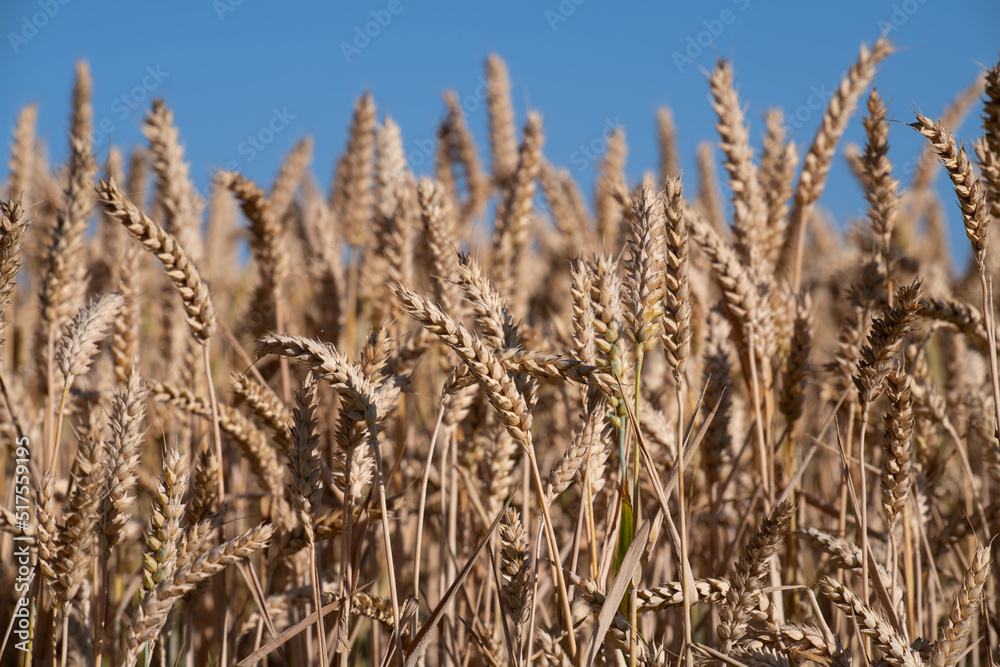 Detail shot of a ripe field with ears of wheat against a blue sky.