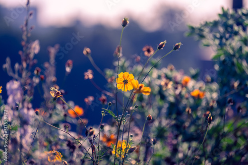 Yellow cosmo flowers in a meadow