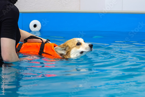 фотографія Corgi dog in life jacket swim in the swimming pool