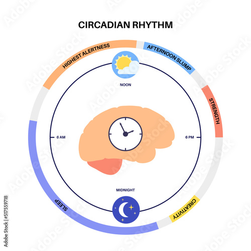 Sleep wake cycle