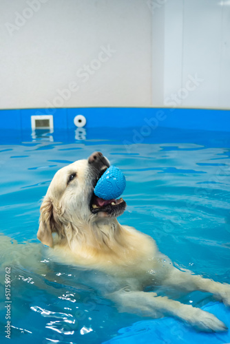 Konstfotografi golden retriever dog playing with ball in the swimming pool