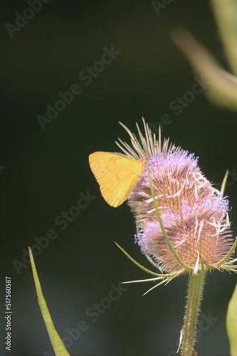 butterfly on flower