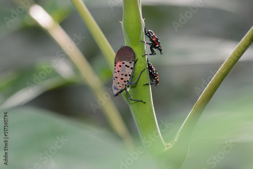 Obraz na płótnie Spotted Lanternfly adult and nymphs (Lycorma delicatula) feeding on tree-of-heaven (Ailanthus) in Central Park, New York, USA, where this insect is an invasive species