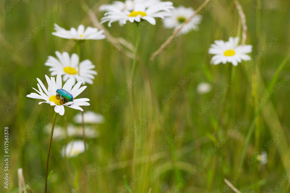 wild daisies in the grass with big green bug