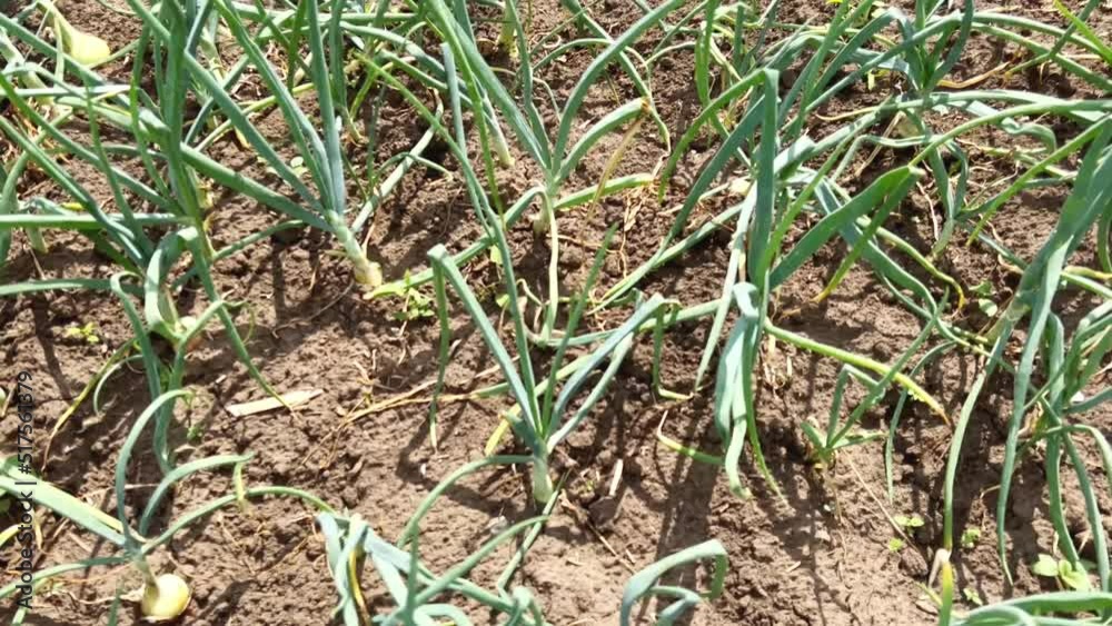 Green onions growing in the garden on a sunny day on dry land. Dried onions. Home cultivation of onions in the garden. Homemade natural onion. Onion harvest Green onions growing in the garden on a sunny day on dry land. Dried onions. Home cultivation of onions in the garden. Homemade natural onion. Onion harvest