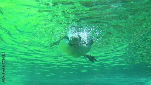 penguin slowly swims underwater. slow motion photo