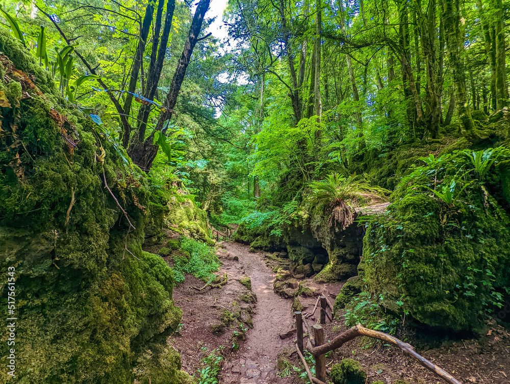 Puzzlewood, an ancient woodland near Coleford in the Royal Forest of Dean, Gloucestershire, UK.