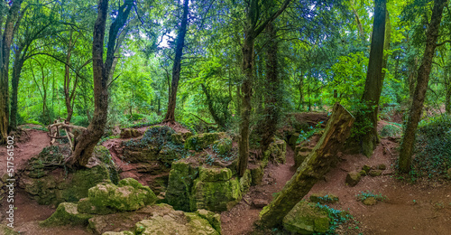 Canvas Print Puzzlewood, an ancient woodland near Coleford in the Royal Forest of Dean, Gloucestershire, UK