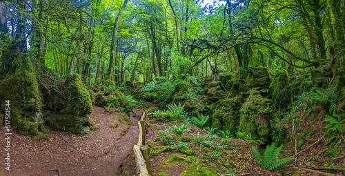 Puzzlewood, an ancient woodland near Coleford in the Royal Forest of Dean, Gloucestershire, UK.