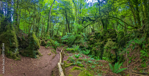 Puzzlewood, an ancient woodland near Coleford in the Royal Forest of Dean, Gloucestershire, UK.