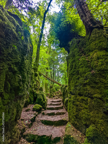 фотографія Puzzlewood, an ancient woodland near Coleford in the Royal Forest of Dean, Gloucestershire, UK