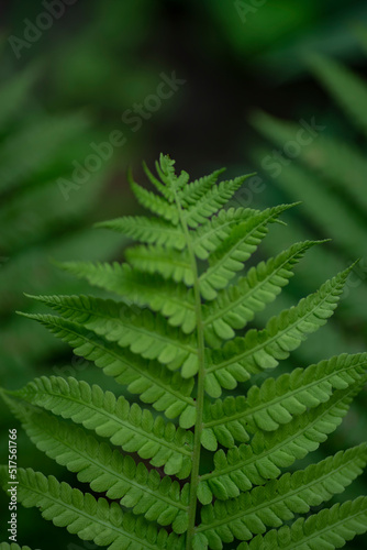 green fern leaf, macro photography, banner, fern flower, symmetry nature, botany