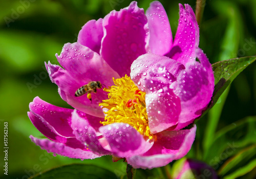 Fototapeta Naklejka Na Ścianę i Meble -  Flight of a honey bee over a beautiful blooming peony flower.