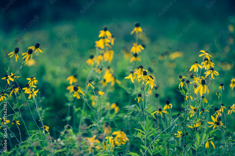 Fototapeta premium Yelow flowers in a field