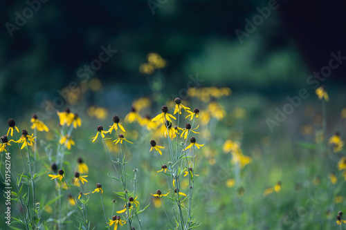 Yelow flowers in a field