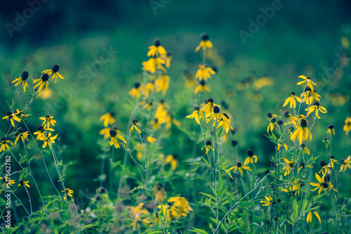 Yelow flowers in a field