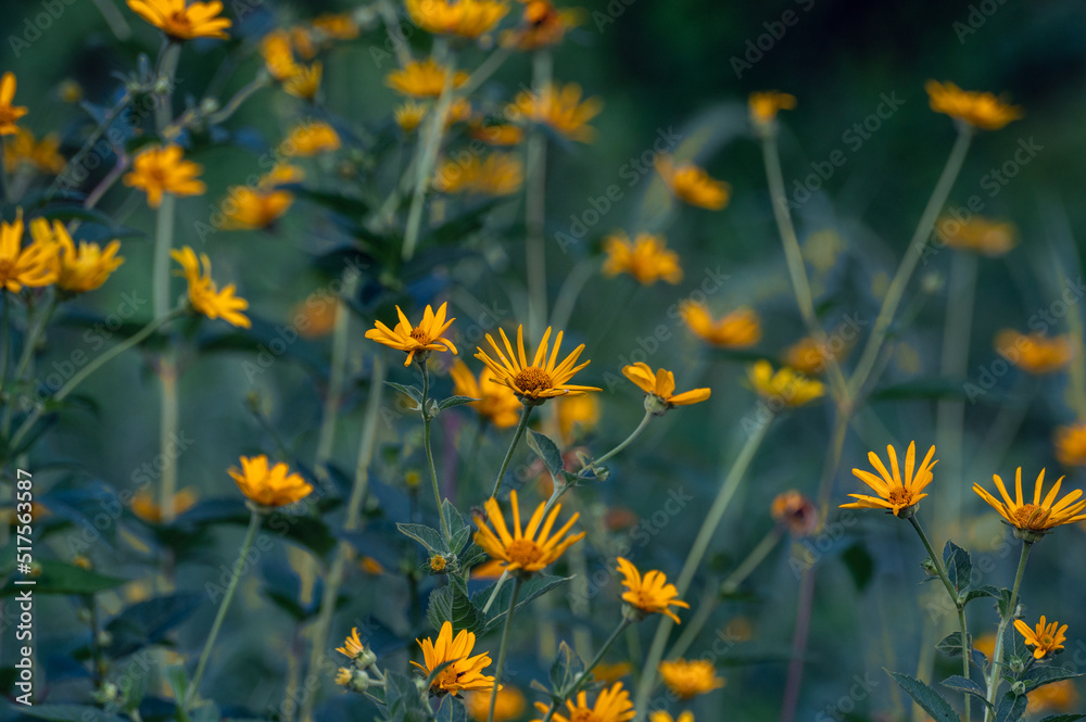 Yelow flowers in a field