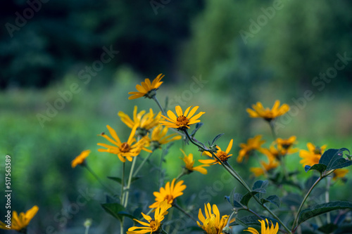 Yelow flowers in a field