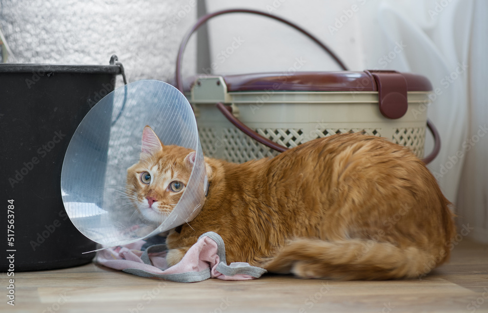 Naklejka premium Sad red cat after sterilization operation. Sad red cat after sterilization operation.