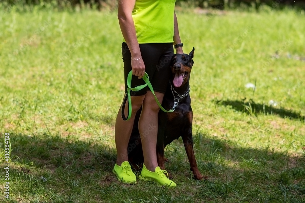 A beautiful Doberman sits on the ground with his tongue hanging out, next to his mistress A beautiful Doberman sits on the ground with his tongue hanging out, next to his mistress