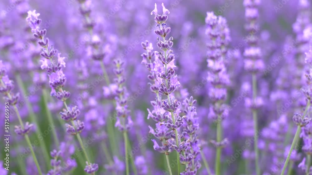 Delicate lavender flowers in bloom. Sunny morning Delicate lavender flowers in bloom. Sunny morning