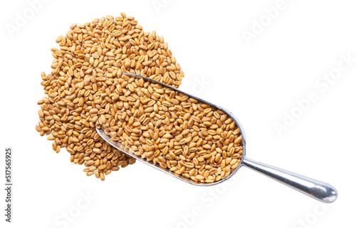 metal spoon or scoop with organic wheat isolated on white background top view.