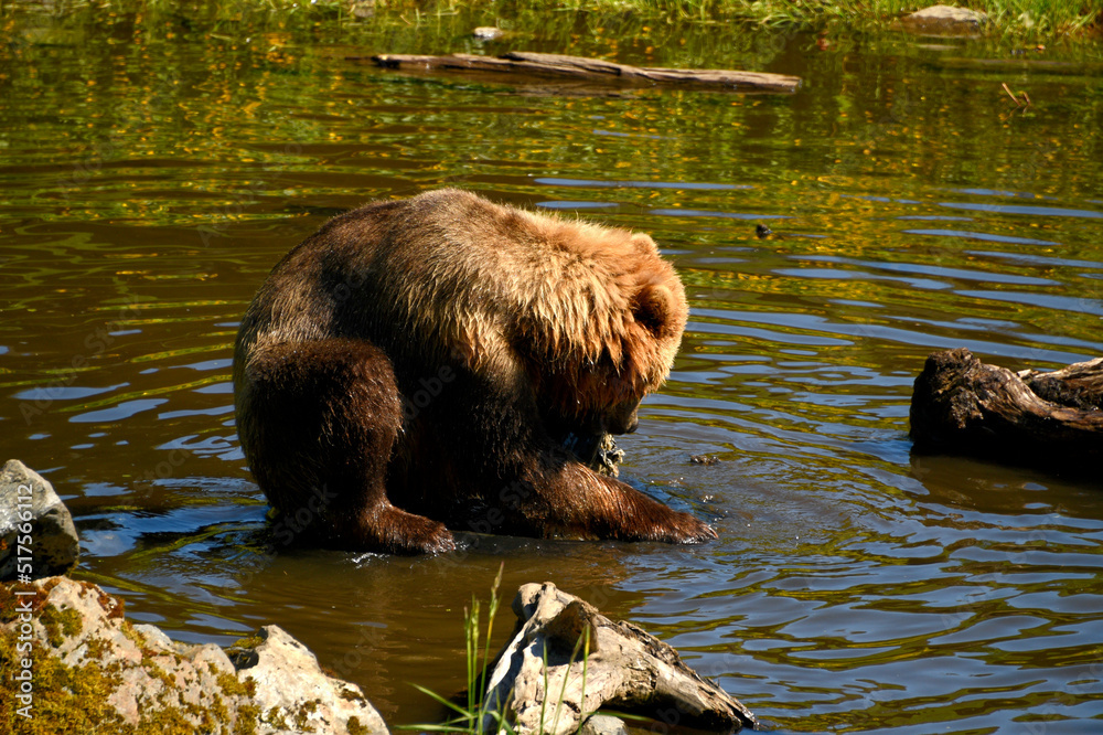 A Brown bear walking at a wild life preserve
near Sitka Alaska. A Brown bear walking at a wild life preserve
near Sitka Alaska.