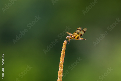 Photography close up of a dragonfly