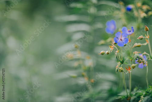 flowers in the field