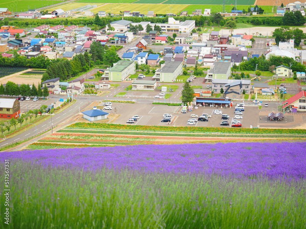 Naklejka premium 北海道の絶景 中富良野北星山ラベンダー園