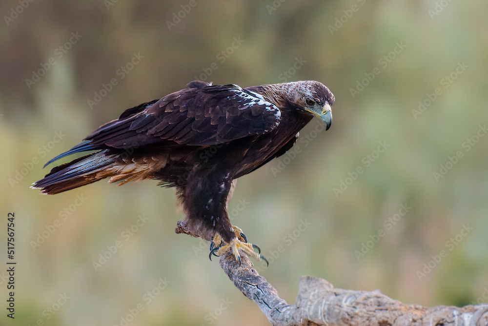 spanish imperial eagle perched on a log soft light spanish imperial eagle perched on a log soft light