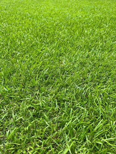 Centipede warm season grass blades (vertical)